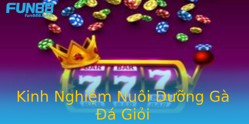 Kinh Nghiệm Nuôi Dưỡng Gà Đá Giỏi Kinh Nghiệm Nuôi Dưỡng Gà Đá Giỏi